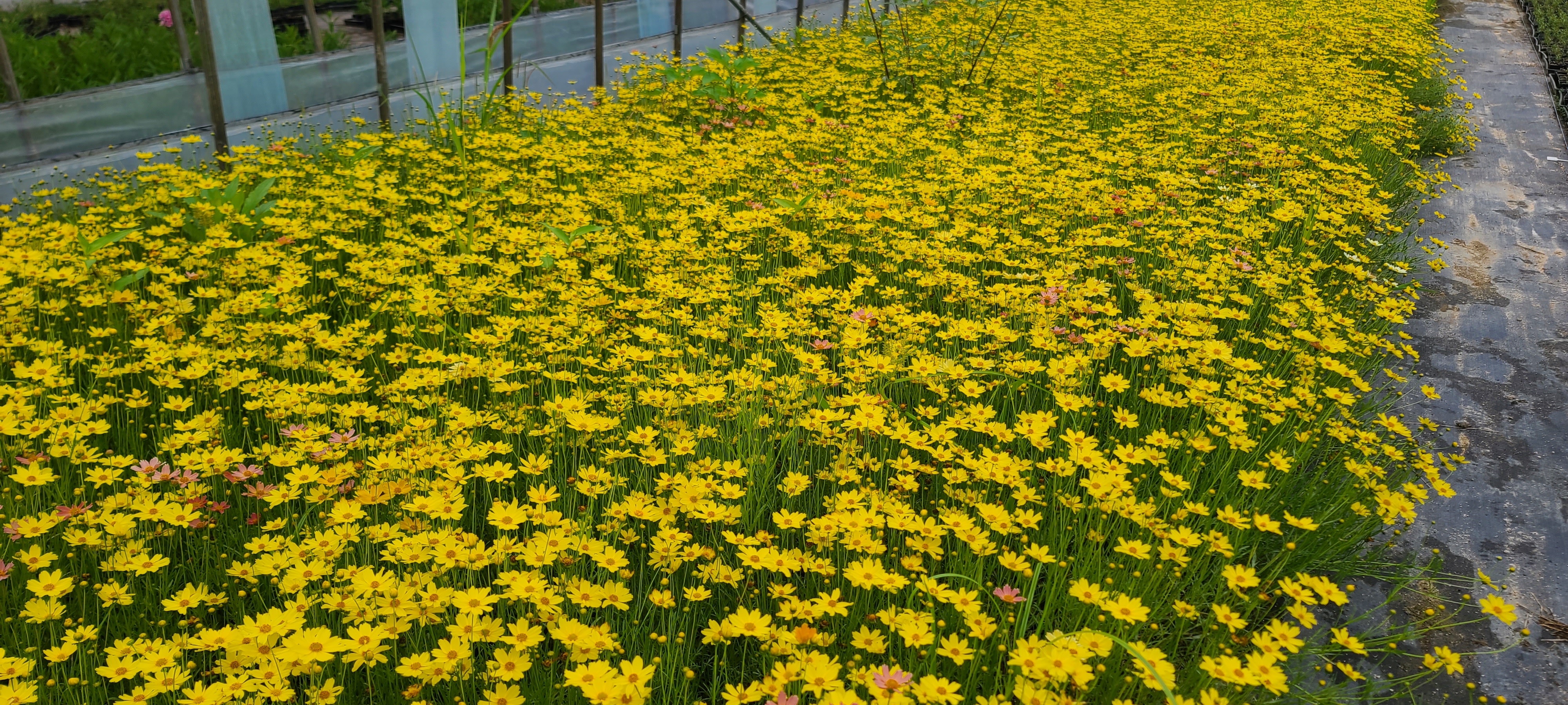 Coreopsis verticillata 'Golden Park’